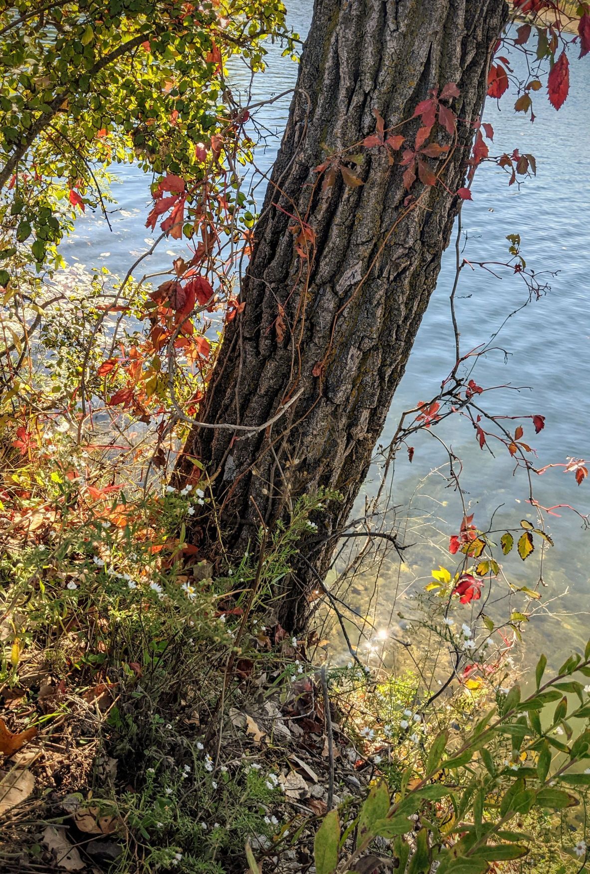 Fall in Mason City